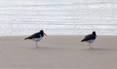 Oystercatcher (Haematopus palliatus) on the beach
