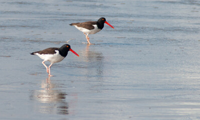 Oystercatcher (Haematopus palliatus) on the beach
