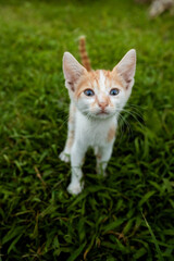 homeless little kitten in the green grass