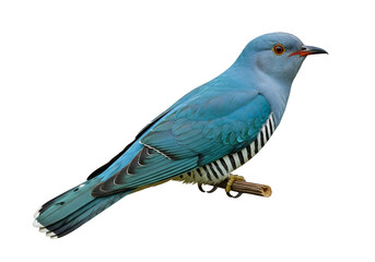 Realistic Blue and Black Striped Bird Model with Detailed Feather Texture for Display and