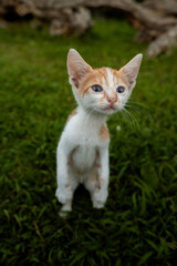 Cute funny kitten standing on green grass
