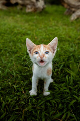 cute kitten with open mouth stands on the green grass