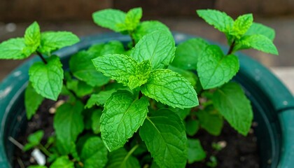 Fresh mint plant in pot