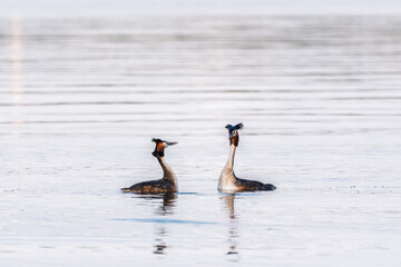 Mating games of two water birds Great Crested Grebes. Two waterfowl birds Great Crested Grebes swim in the lake with heart shaped silhouette