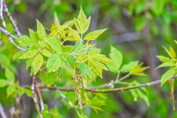 Nature of green leaf in garden at summer. Natural green leaves plants using as spring background cover page environment ecology