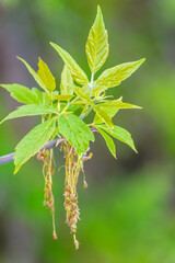 Nature of green leaf in garden at summer. Natural green leaves plants using as spring background cover page environment ecology
