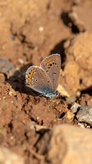 Obraz premium Small butterfly resting on dry earth