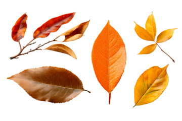 Colorful autumn leaves on clear backdrop