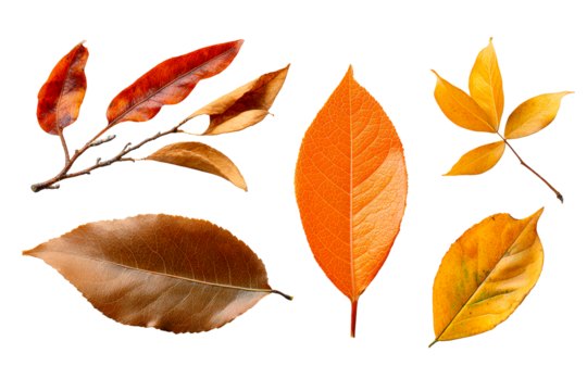 Colorful autumn leaves on clear backdrop
