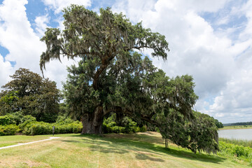 Majestic Live Oak Tree. A sprawling, centuries old live oak richly draped in Spanish moss at...