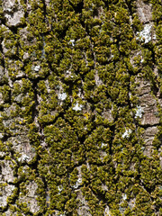 Close-up macro texture of green moss growing on tree bark