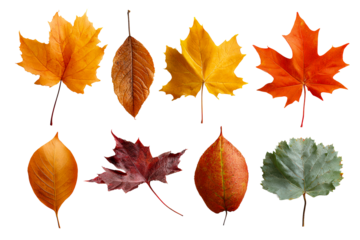 Autumn leaves on a clear background