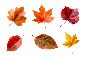 Autumn leaves on clear background