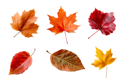 Autumn leaves on clear background