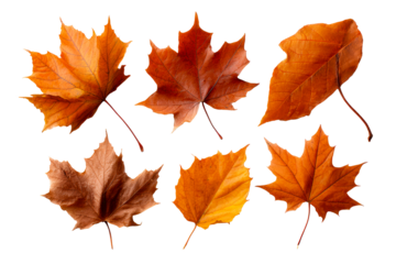 Autumn leaves in vibrant orange and brown hues