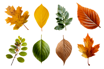 Variety of leaves in different colors and shapes