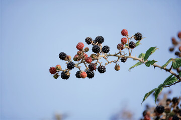 Rametto pieno di more selvatiche