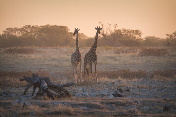 Two giraffes in sunset light in Etosha