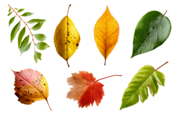 Colorful leaves on a clear background