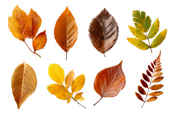 Colorful autumn leaves on a transparent background