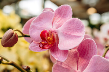 Close-up of vibrant pink orchid flower showcasing delicate petals and intricate details, surrounded...