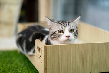 Cute Cat Relaxing in a Wooden Box