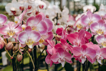 Vibrant display of pink and white orchids in a greenhouse, showcasing delicate petals and lush green foliage, enhancing floral beauty and tranquility