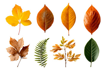 Colorful autumn leaves on a transparent background
