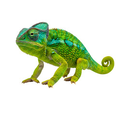 Obraz premium chameleon on a white background