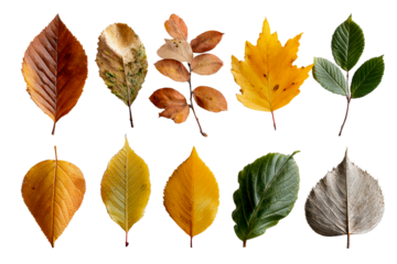 Vibrant autumn leaves in various shapes