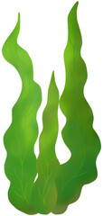 Green seaweed