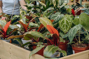 Vibrant assortment of indoor plants in pots displayed on wooden table, showcasing lush greenery and...