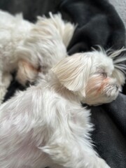 Two Adorable White Dogs Resting Peacefully on a Cozy Blanket
