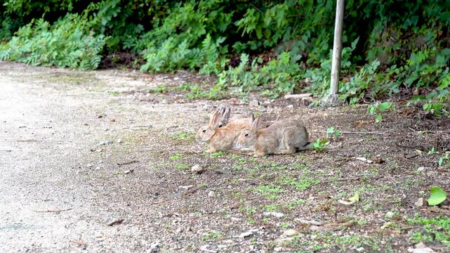 大久野島のうさぎ 広島県竹原市