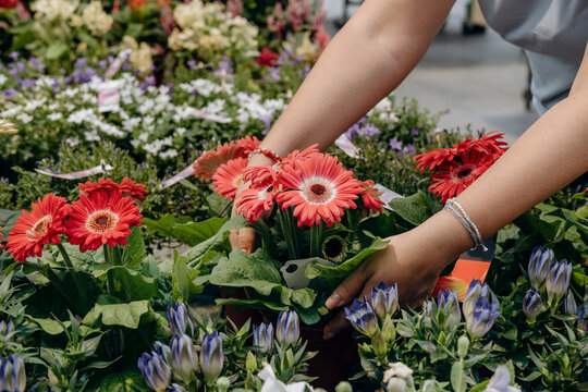 Hands holding vibrant gerbera daisies in a lush garden center filled with colorful flowers and greenery