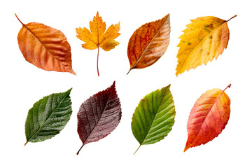 Diverse collection of leaves with autumn colors