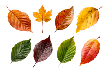 Diverse collection of leaves with autumn colors