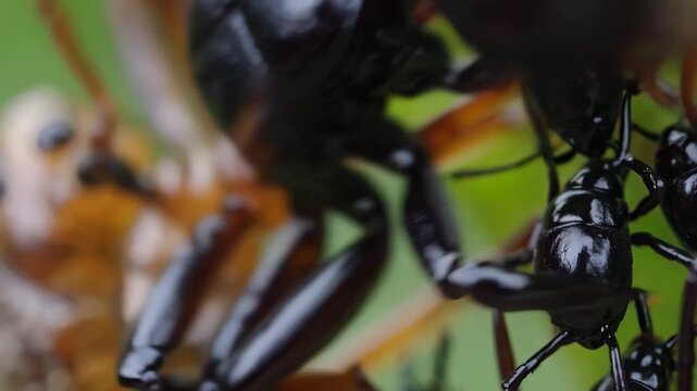 Group insects on leaf. Macro of a black and white ant. Close up of a close up of an insect crawling in nature. A collection of bugs on a leaf lifestyle.