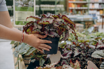 Hand holding a vibrant potted plant with colorful leaves in a lush garden center, showcasing the...