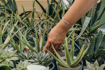 A woman's hands hold a pot of aloe in a gardening store. choosing indoor plants