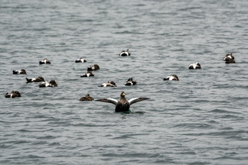 Common Eider flock resting in Iceland