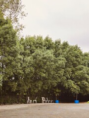 Nature photography of ground trees and chairs