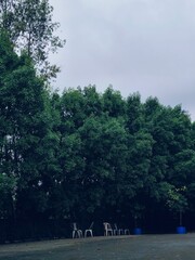 Nature photography of ground trees and chairs