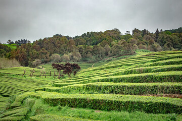 Tea plantations, leaving curious linear shapes and surrounded by vegetation, unique in Europe,...