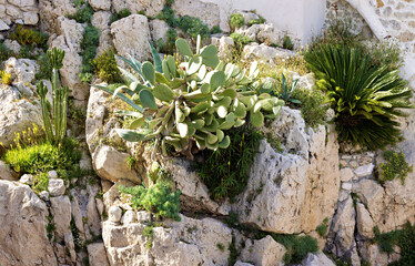 Park in the old town of Antibes with cacti and Mediterranean plants on the Cote d'Azur; French Riviera, France
