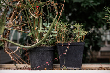 Succulent plants in black pots on a windowsill surrounded by greenery