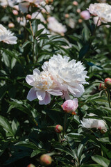 Obraz premium Beautiful peony flowers blooming in a vibrant garden during springtime