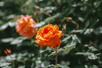 Vibrant orange roses bloom in a lush green garden during springtime
