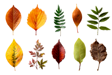 Diverse collection of leaves in vibrant colors