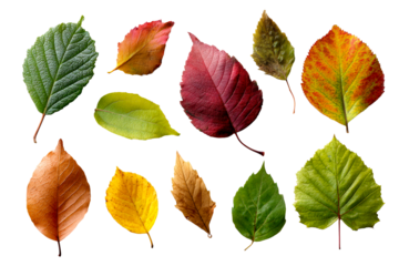 Colorful leaves on a clear background
